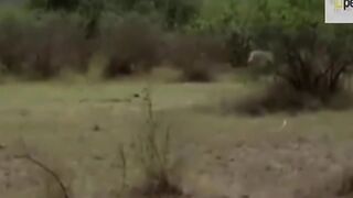الأسد ضد البابون الحيوانات القتال.