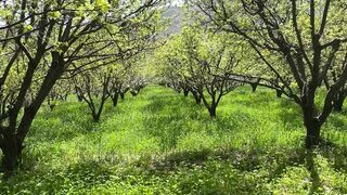 Green Oasis Relaxing Nature Scenes with Soothing Birdsong
