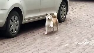 Funny video