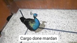 Cargo done to