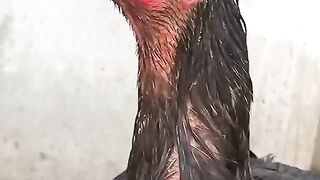 Black parrot beak