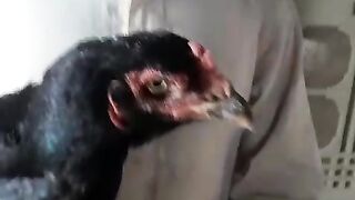 Black bird
