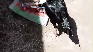 Very black rooster