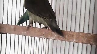 Parrot sitting on