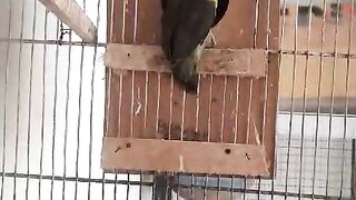 Parrot box