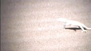الافعى مقابل السحلية الإغوانا ضد الثعابين.
