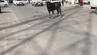 بالفيديو ثور هائج يثير الرعب في شوارع البلدة.