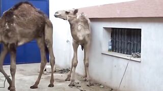 جمال صغيرة قعود صغير البعير يجهز بمناسبة عرس.