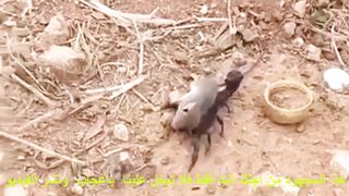 سبحان الله. لحظات مرعبة. عقرب أسود يحمل فأرًا على ظهره A black scorpion holds a mouse over its back.
