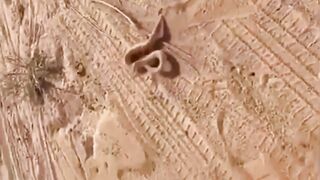 قطع راس افاعي افعى حيه ثعبان اصطياد - Snake head stays alive after decapitation.