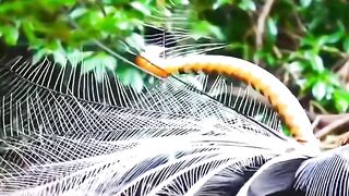 Birds panchi