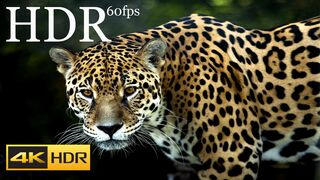 4K HDR 60fps Dolby VISION WILD BEAUTIFUL ANIMALS VIDEO WITH RELAXATION MUSIC