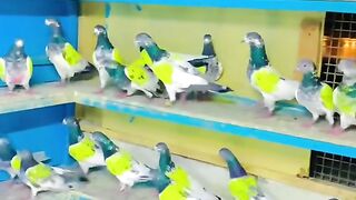 Peogen