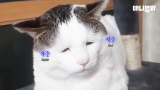 Surprising Sad-faced Cat’s Photo Taken When It Was a Kitten LOL
