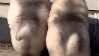 Cute puppies