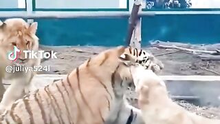 A dog raise wild animals