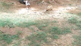 A dog was eating a mango