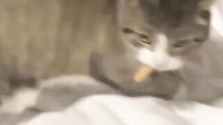 Funny cats