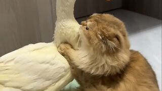 Cat sweetie