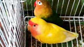Lovebirds are small parrots that measure five or six inches long and weigh about two ounces