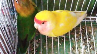 Lovebirds are very active birds, so a cage best suited to adequately house ????