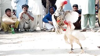 Hen fight