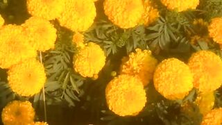 Pile of flowers is your friend