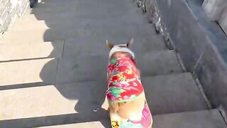 Cute ???? dogs