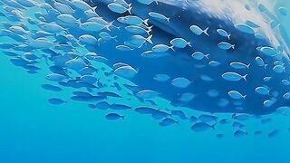Indahnya ikan dalam laut