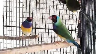 Pinjray may band qaidi