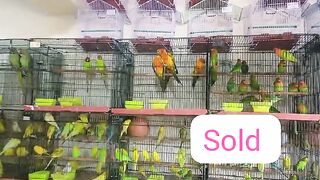 The green revolution