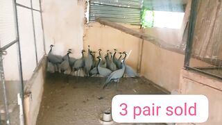 Beauty of the birds
