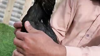 This rooster is precious