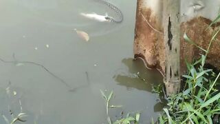 The snake caught the fish