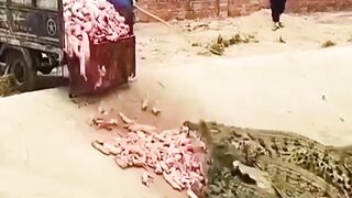 Crocodile farming in Taiwan