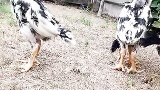 White and black spots