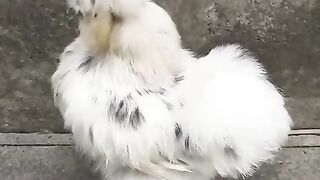 Silky is one of the best