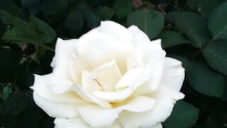 Will you take a white rose friend?