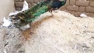 White and green peacock