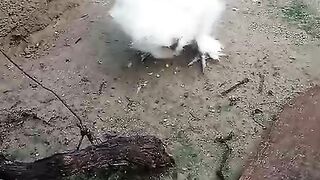 White silky near a plank