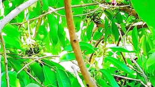 Fruit????????????????????????????????????????????????????tree video