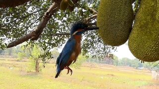 Amazing bird