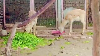 The wild animals