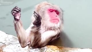 Enjoy monkey