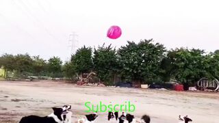dog funny videos