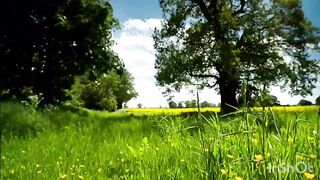 Countryside meadow