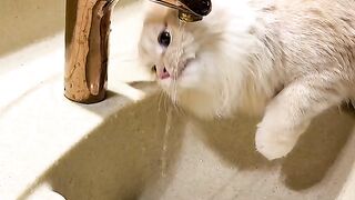 Funny Cat