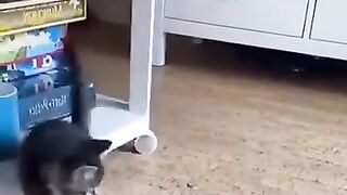 funny cat omggggg....