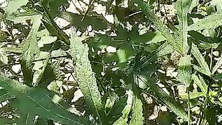 Lady Finger Garden, Beautiful Ladyfinger are Ready