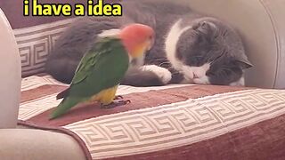 impudence